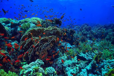 mercan resifi arka planı, sualtı deniz yaşamı ekosistem okyanus denizi