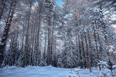 Kış manzarası ağaçları kırağı kaplamış.