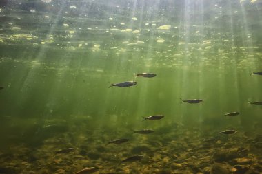 Suyun altında küçük balık sürüsü, tatlı su kasvetli balık ançüezli deniz manzarası