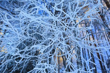 donuk arkaplan ile kaplı dallar soyut kış aralık görünümü
