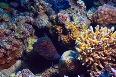 Müren balığı suyun altında, vahşi yılan avcısı denizcinin okyanusta fotoğrafı.