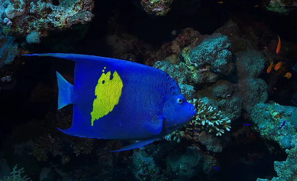 Korallenfische Roten Meer Unter Wasser Foto — Stockfoto