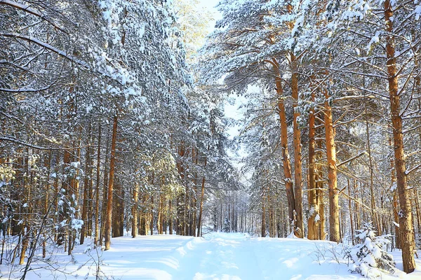 Vue Ensoleillée Forêt Hiver Paysage Ensoleillé Nature — Photo