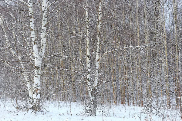Alberi Del Paesaggio Invernale Coperti Brina — Foto Stock