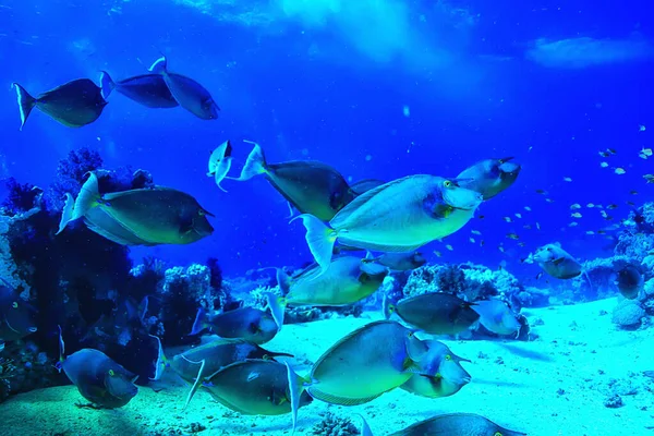 Kudde Vissen Zeeachtergrond Onderwaterzicht — Stockfoto