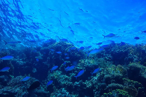 Koraalrif Achtergrond Onderwater Mariene Leven Ecosysteem Oceaan Zee — Stockfoto