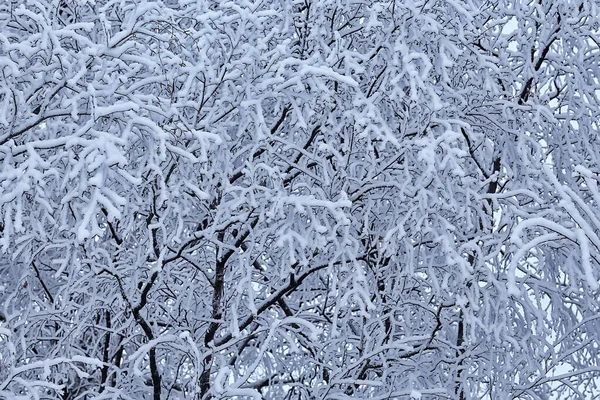 Rami Coperti Gelo Sfondo Astratto Inverno Dicembre Vista — Foto Stock