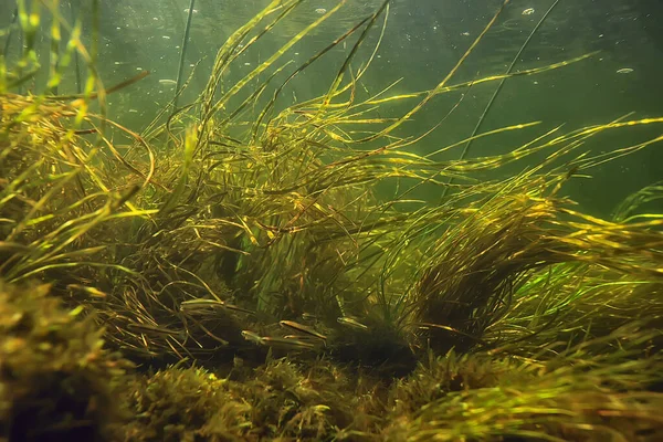 Різнокольоровий Підводний Пейзаж Річці Водорості Прозора Вода Рослини Під Водою — стокове фото