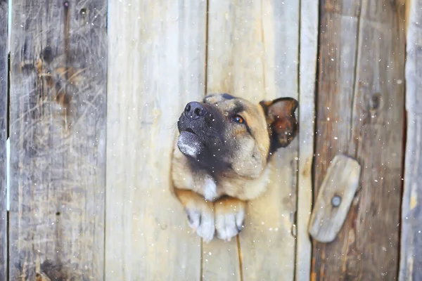 犬小屋の番犬警備の背景 — ストック写真