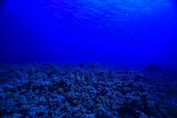 Paysage Sous Marin Dans Mer Sur Fond Récif Corallien — Photo
