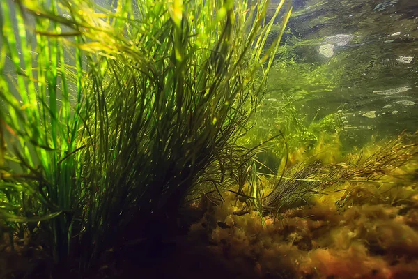 Zöld Algák Víz Alatt Folyó Tájképén Ökológia Természet — Stock Fotó