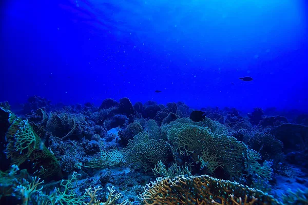 Víz Alatti Táj Tengerben Egy Korallzátony Háttér — Stock Fotó