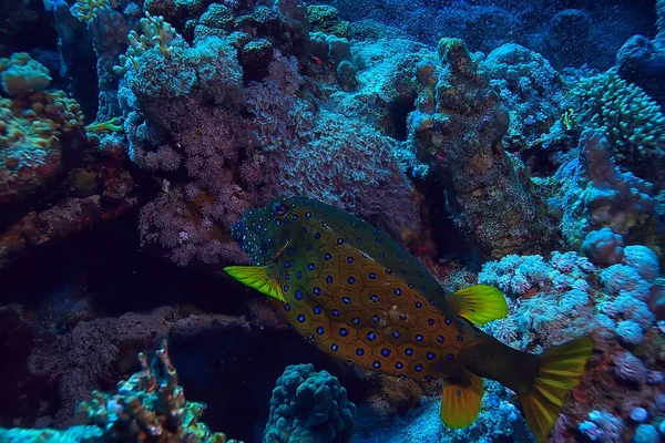 Mar Tropical Fondo Submarino Buceo Océano —  Fotos de Stock