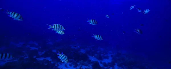 Flock Fish Sea Background Underwater View — Stock Photo, Image