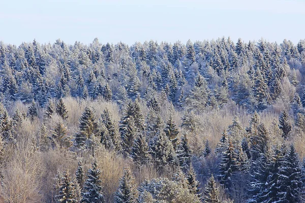 Coniferous Forest Covered Hoarfrost Background Winter Landscape Snow Trees — Stock Photo, Image