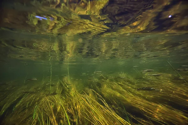 green algae underwater in the river landscape riverscape, ecology nature