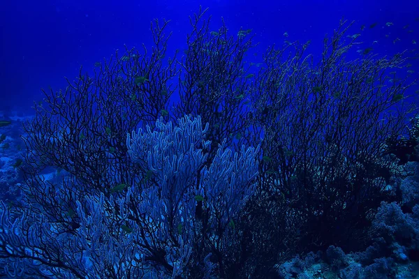 Τροπική Θάλασσα Υποβρύχια Βυθίζοντας Ωκεανό — Φωτογραφία Αρχείου