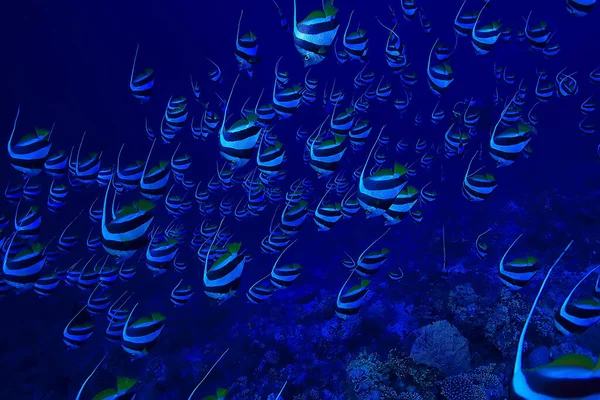 Schmetterlingsfische Unterwasserschwärme Tauchen Meereshintergrund Wild Unter Wasser Natur — Stockfoto