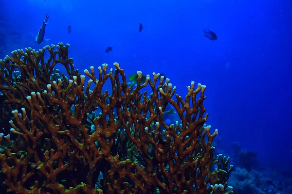 Фон Коралових Рифів Під Водою Морська Екосистема Океанського Моря — стокове фото