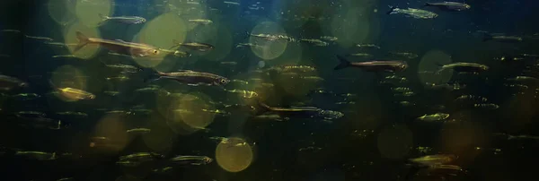 Suyun Altında Balık Sürüsü Soyut Arka Plan Deniz Doğası Deniz — Stok fotoğraf