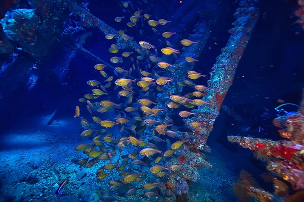 Wreck Diving Thistelgorm Underwater Adventure Historical Diving Treasure Hunt — Stock Photo, Image