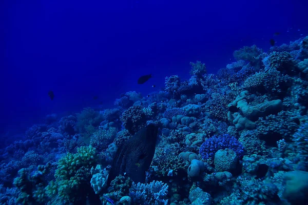 Trópusi Tenger Víz Alatti Háttér Búvárkodás Óceán — Stock Fotó