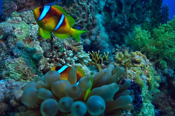 海葵鱼 小丑水下桔子鱼海底栖水族馆 — 图库照片