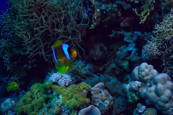Anemonenfisch Clown Unter Wasser Orange Fische Meer Hintergrund Aquarium — Stockfoto