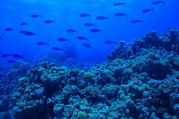 Deniz zemininde su altında balık sürüsü