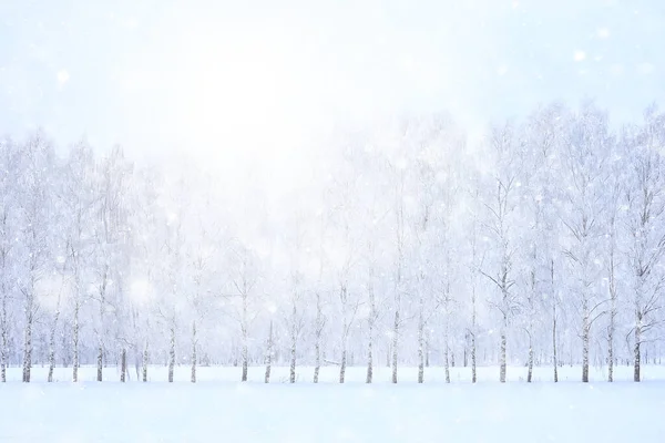 Зимний Фон Снегопад Деревья Абстрактные Размытые Белые — стоковое фото