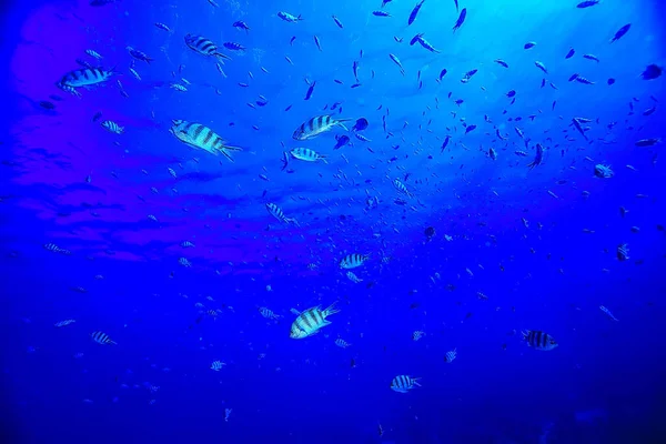 Flock Fish Sea Background Underwater View — Stock Photo, Image