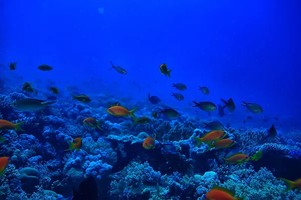 Koraalrif Achtergrond Onderwater Mariene Leven Ecosysteem Oceaan Zee — Stockfoto