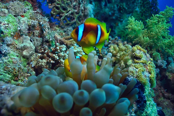 Anemoon Vis Clown Onderwater Oranje Vis Zee Achtergrond Aquarium — Stockfoto