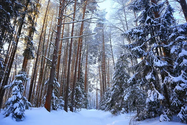 Słoneczny Widok Lesie Zimowym Krajobraz Słońca Natura — Zdjęcie stockowe