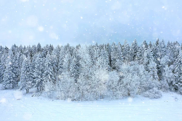 Дерева Лісові Морози Вид Зверху Фон Абстрактний Вид Дрон Природа — стокове фото