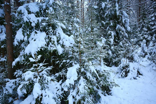 Julgran Vinterskogen Jul Landskap — Stockfoto