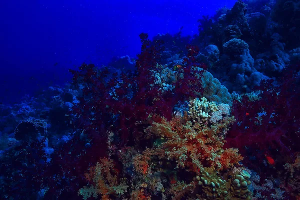 珊瑚礁背景 水下海洋生物生态系统 — 图库照片