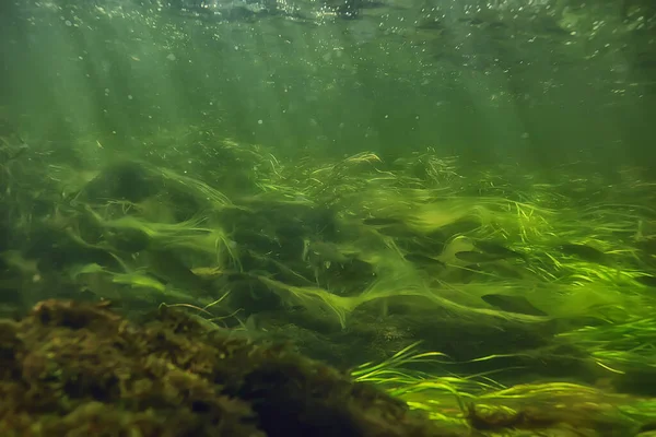 Algas Verdes Bajo Agua Paisaje Fluvial Paisaje Ecología Naturaleza — Foto de Stock