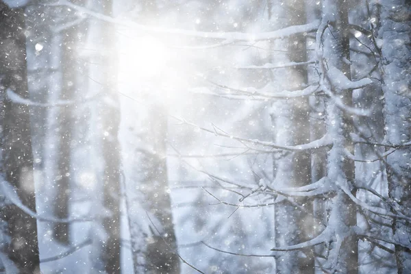 Χειμερινό Φόντο Χιονοπτώσεις Δέντρα Αφηρημένη Θολή Λευκό — Φωτογραφία Αρχείου