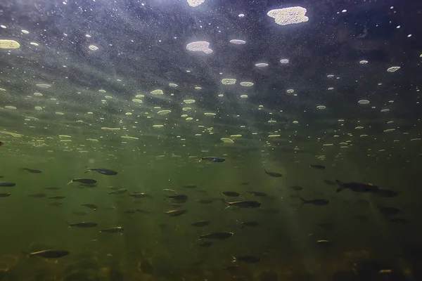 Flock Small Fish Underwater Freshwater Bleak Fish Anchovy Seascape — Stock Photo, Image