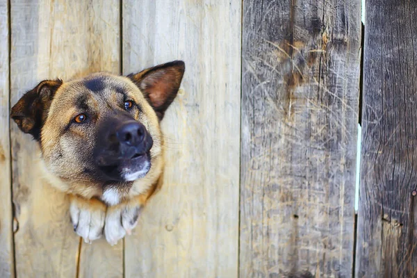 犬小屋の番犬警備の背景 — ストック写真