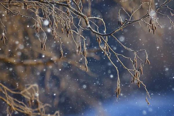 Vinter Landskab Træer Dækket Med Hoarfrost - Stock-foto