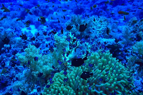 Korall Hal Vörös Tenger Alatti Fénykép — Stock Fotó
