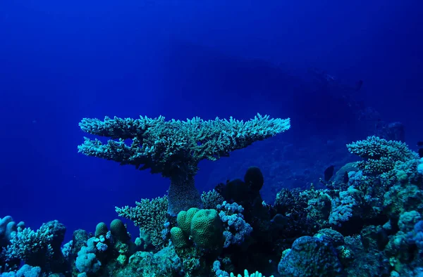 Тропічне Море Підводний Фон Дайвінг Океан — стокове фото