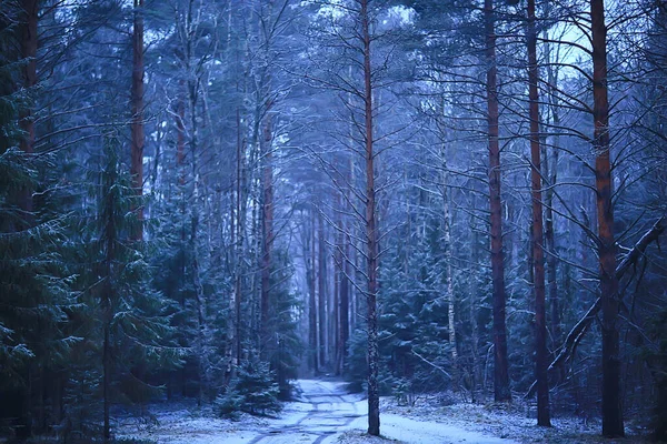 Ormandaki Köknar Ağaçları Aralıkta Karla Kaplı — Stok fotoğraf