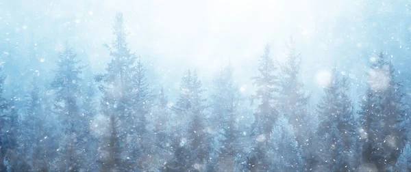 Tűlevelű Erdő Borított Rekedt Háttér Téli Táj Hófák — Stock Fotó