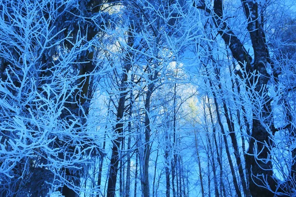 Grenar Täckta Med Frost Bakgrund Abstrakt Vinter December — Stockfoto