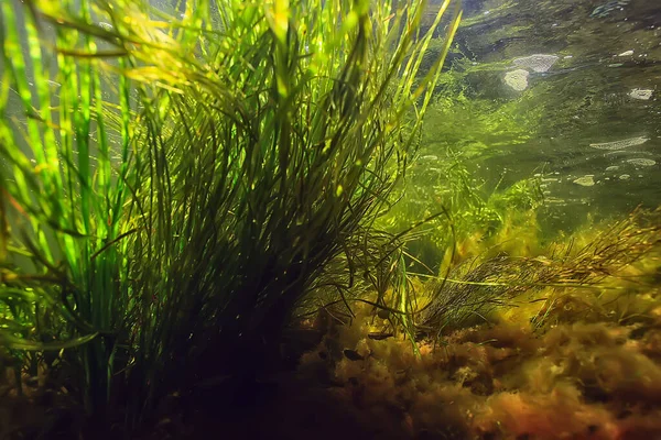 Πράσινα Φύκια Υποβρύχια Στο Ποτάμιο Τοπίο Riverscape Οικολογία Φύση Royalty Free Εικόνες Αρχείου