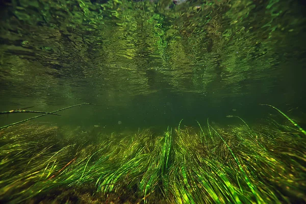 Bajo Agua Agua Dulce Fondo Verde Con Rayos Sol Bajo Imagen De Stock