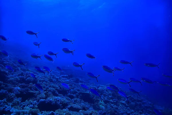 Fundo Recife Coral Subaquático Vida Marinha Ecossistema Oceano Mar Fotografias De Stock Royalty-Free